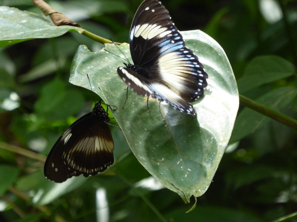 Vlinders, Mabira Forest