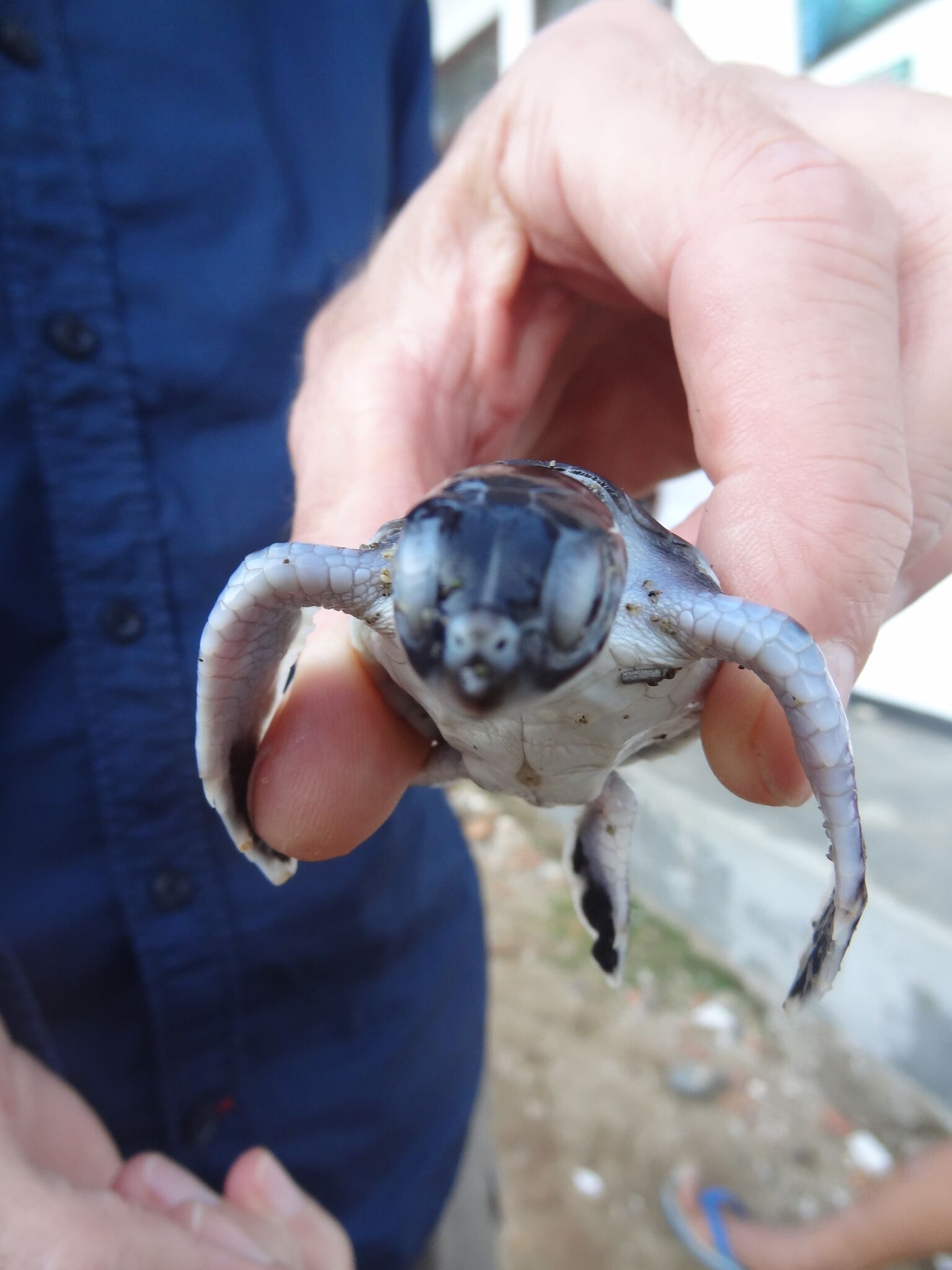 Dit is het resultaat van alle inspanningen, een jong schildpadje