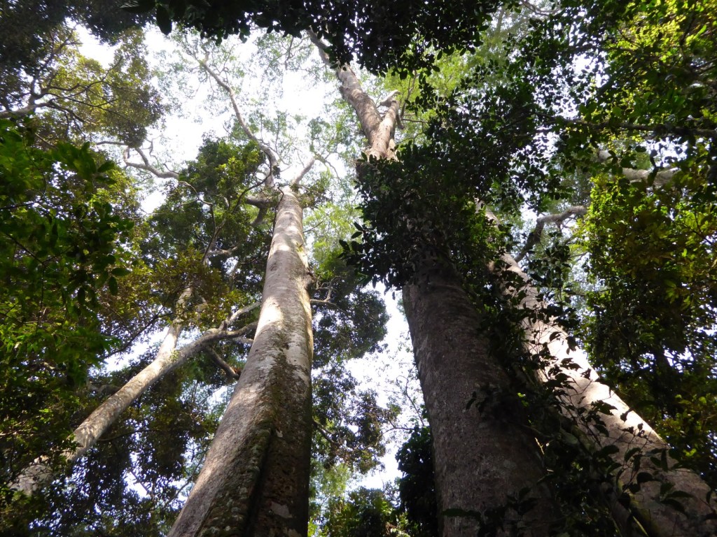 Bomen in Nyungwe