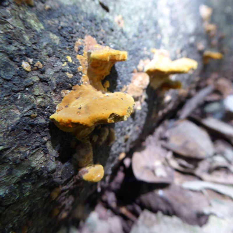 Paddenstoelen, Mabira Forest