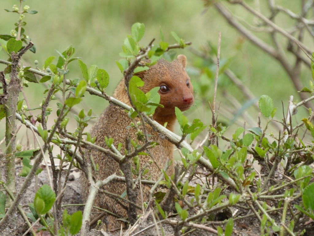 Dwergmangoesten, Lake Mburo Nationaal&nbsp;Park