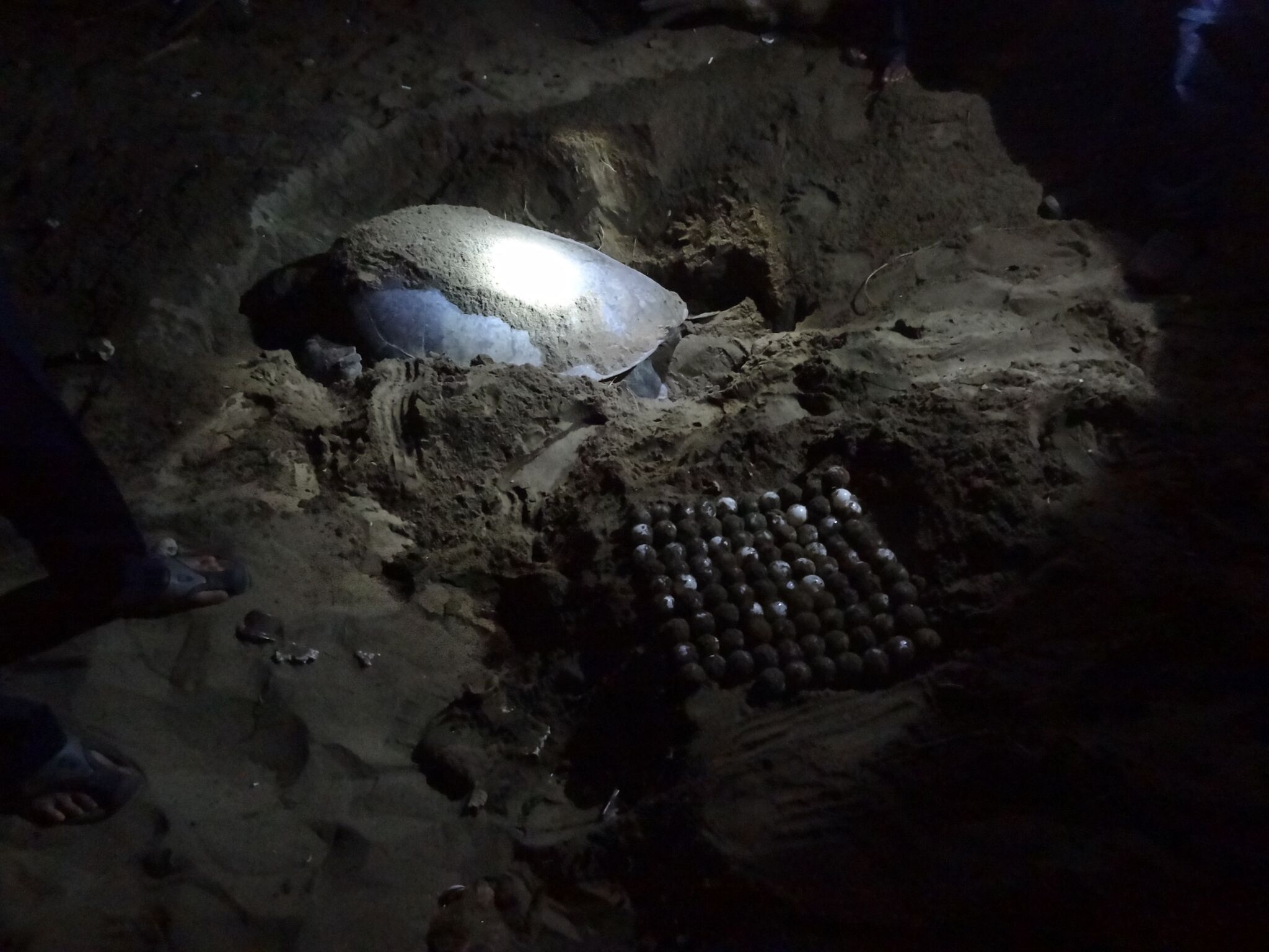 Moeder met 97 eieren