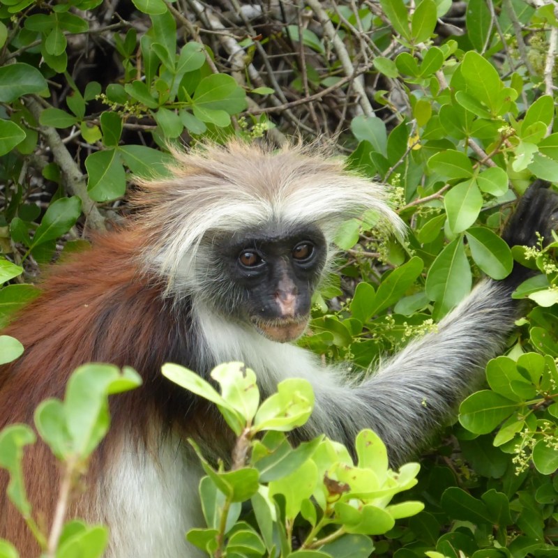 Rode franjeapen, Jozanibos