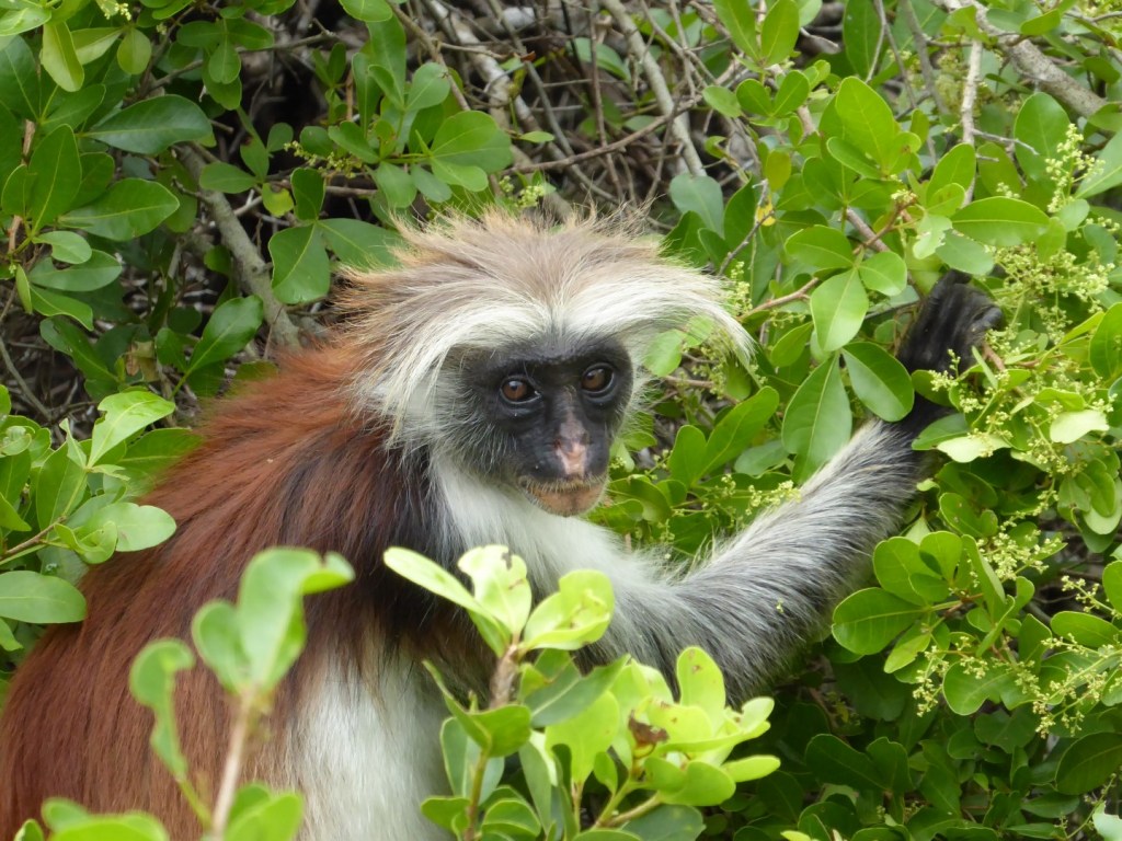 Rode franjeapen, Jozanibos