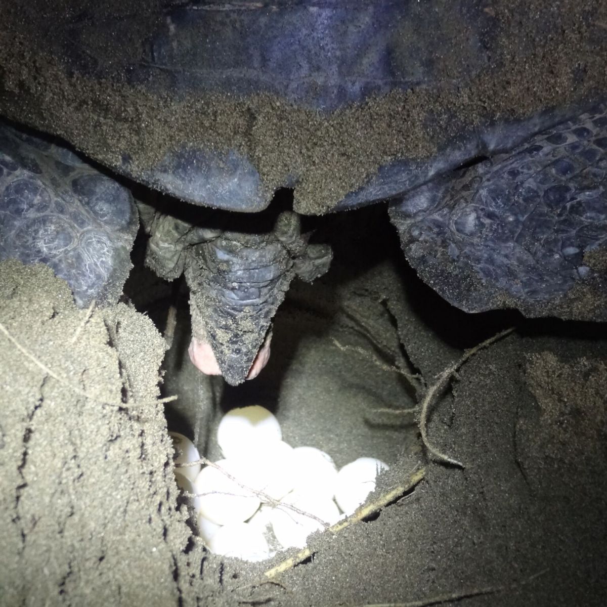 Groene schildpad legt eieren, Sukamade&nbsp;beach