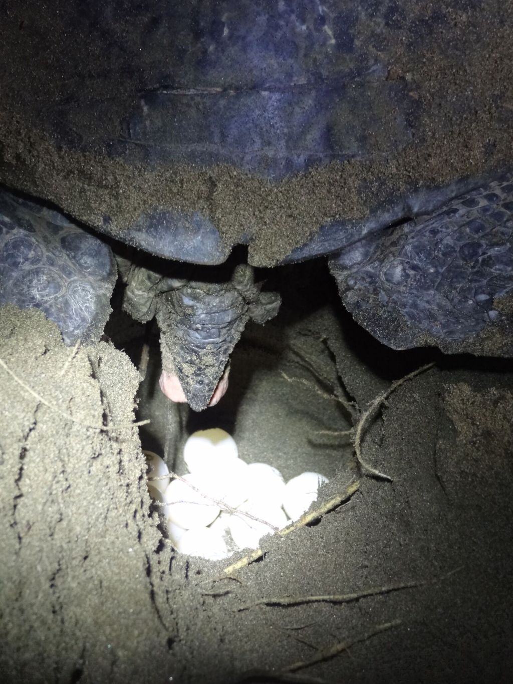 Groene schildpad legt eieren, Sukamade&nbsp;beach