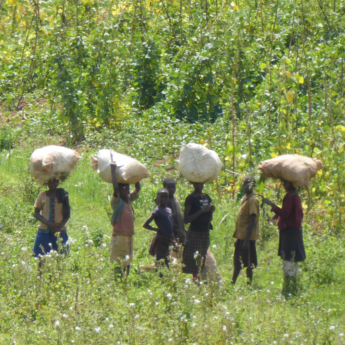 Hoe doen ze dat&nbsp;toch?