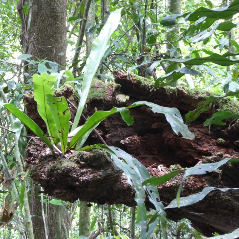 Mabira Forest, Uganda