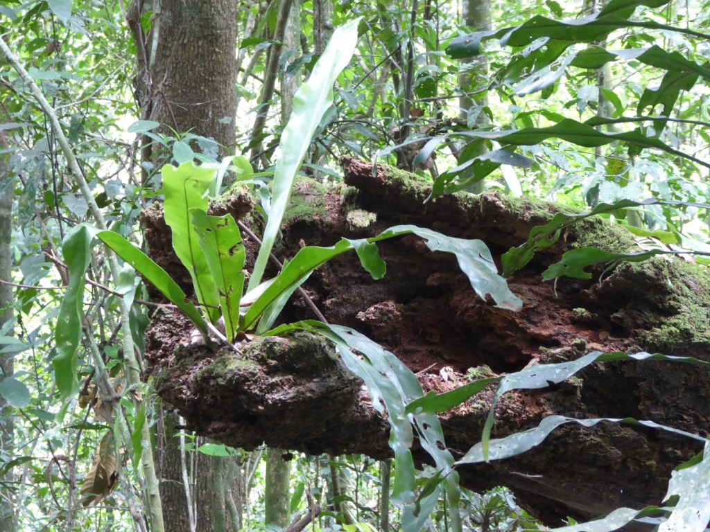 Mabira Forest, Uganda