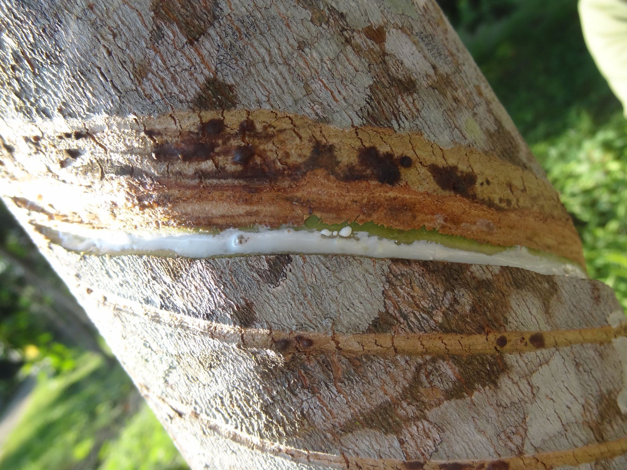 De latex loopt vanzelf uit de bast vandaan