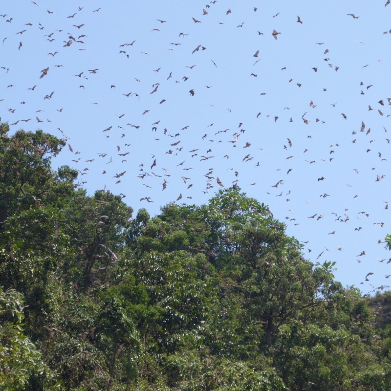 Vleermuizen boven Napoleoneiland,&nbsp;Kivumeer
