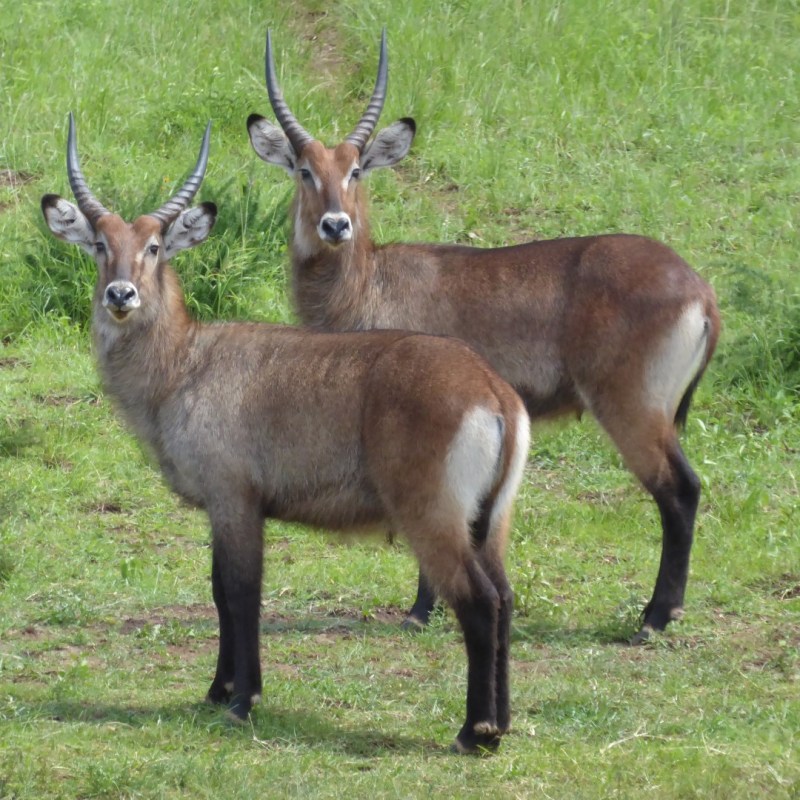 Antilopen in Akagera