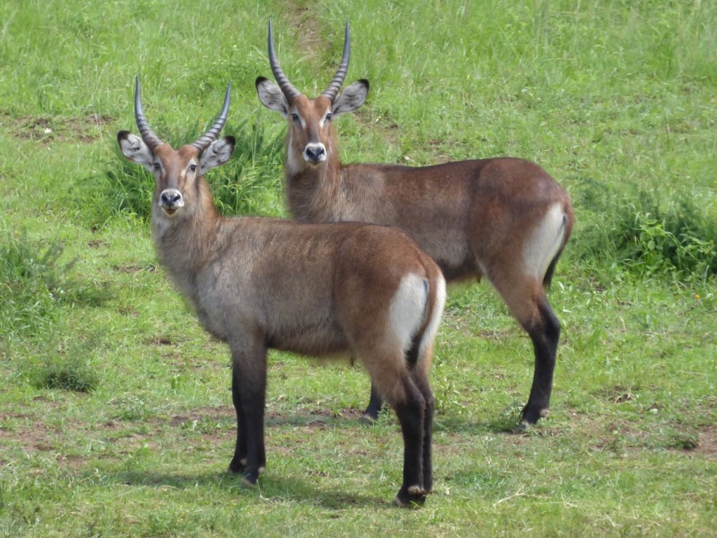 Antilopen in Akagera