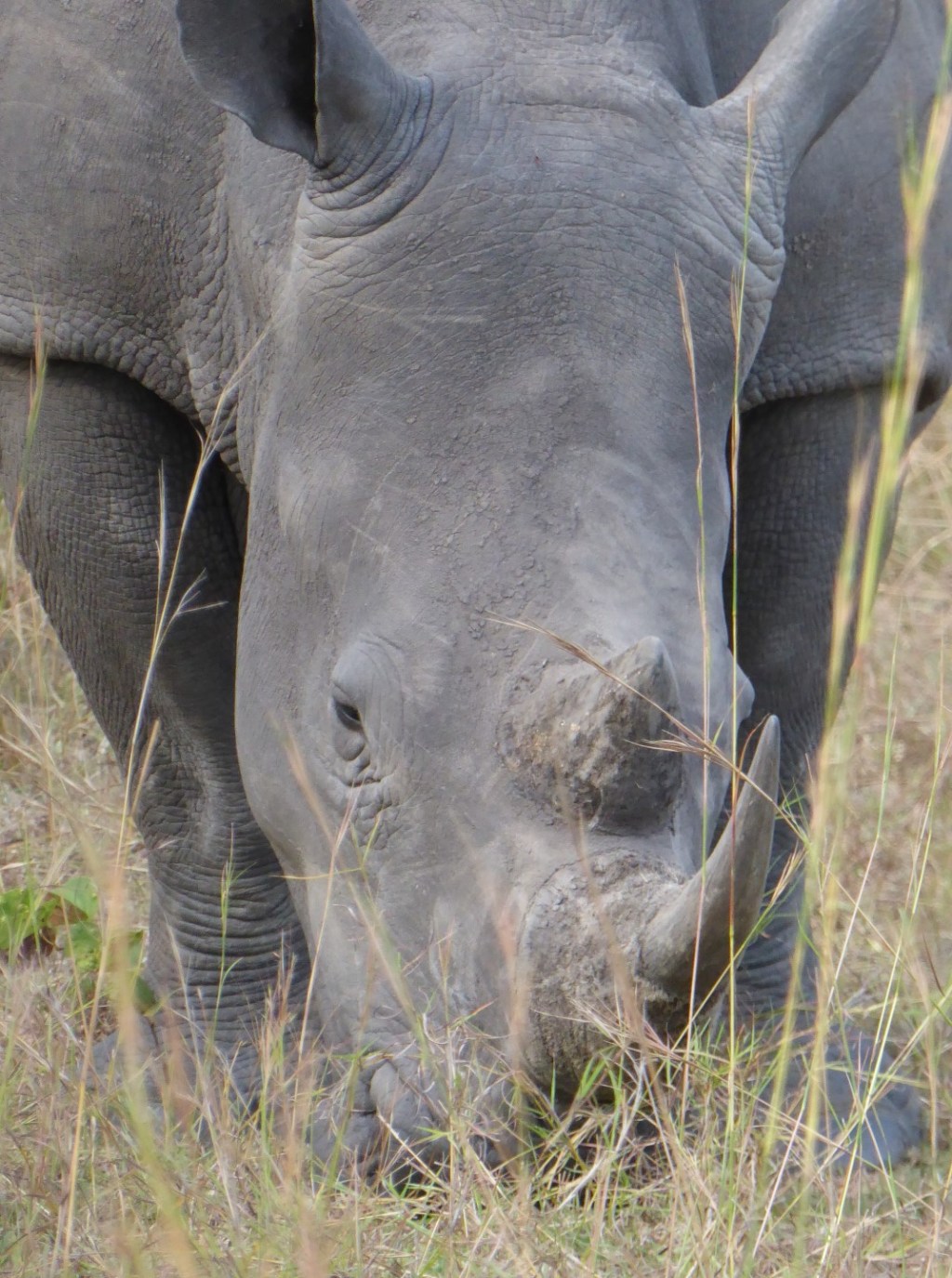 Wandelen met neushoorns, Ziwa Rhino sanctuary