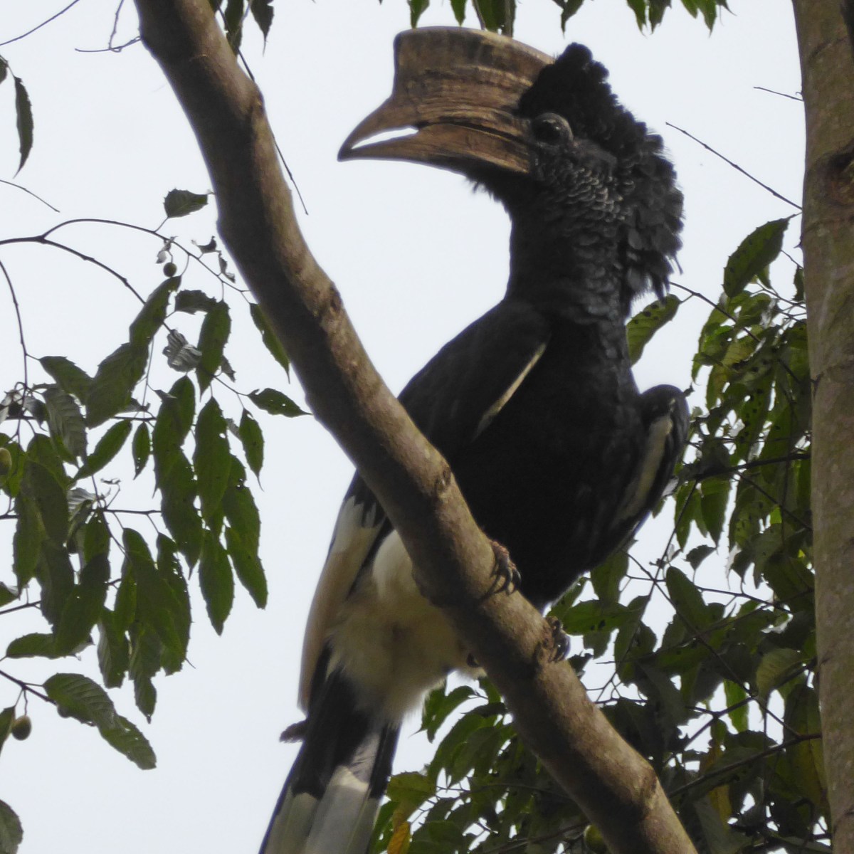 Vogels, Mabira Forest