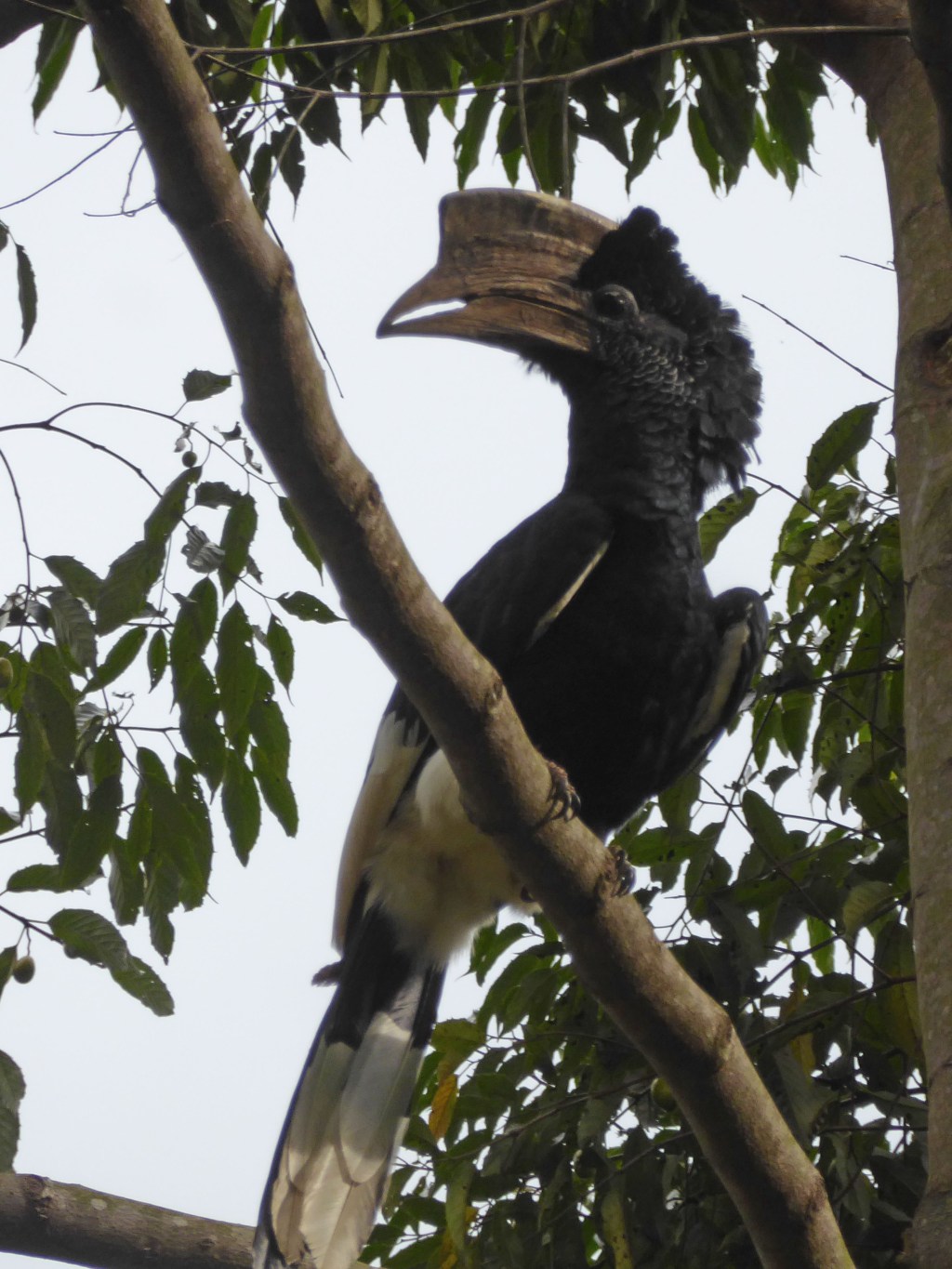 Vogels, Mabira Forest