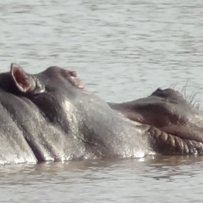 Hippo’s in Wau