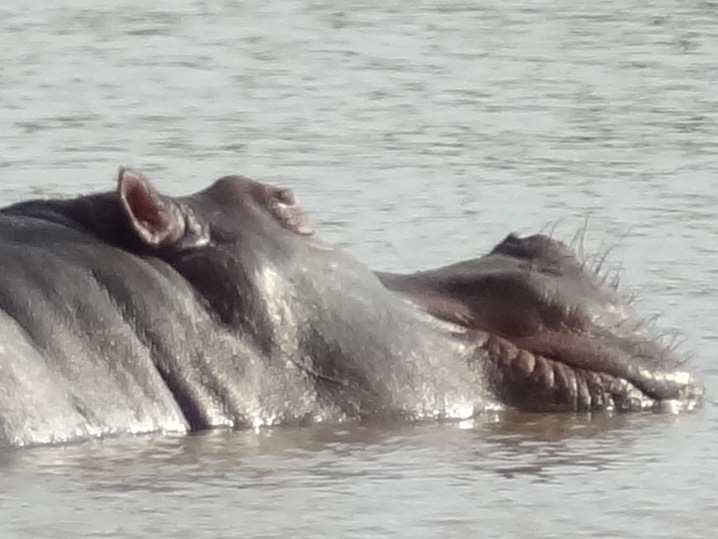 Hippo’s in Wau