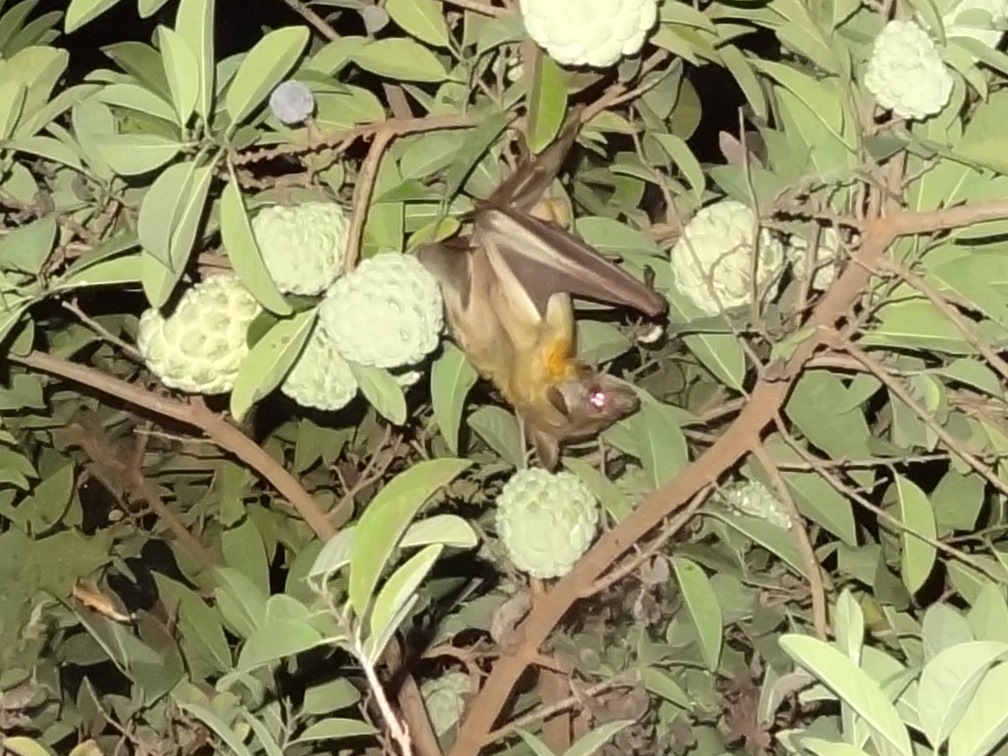 Vliegende hond in onze fruitboom