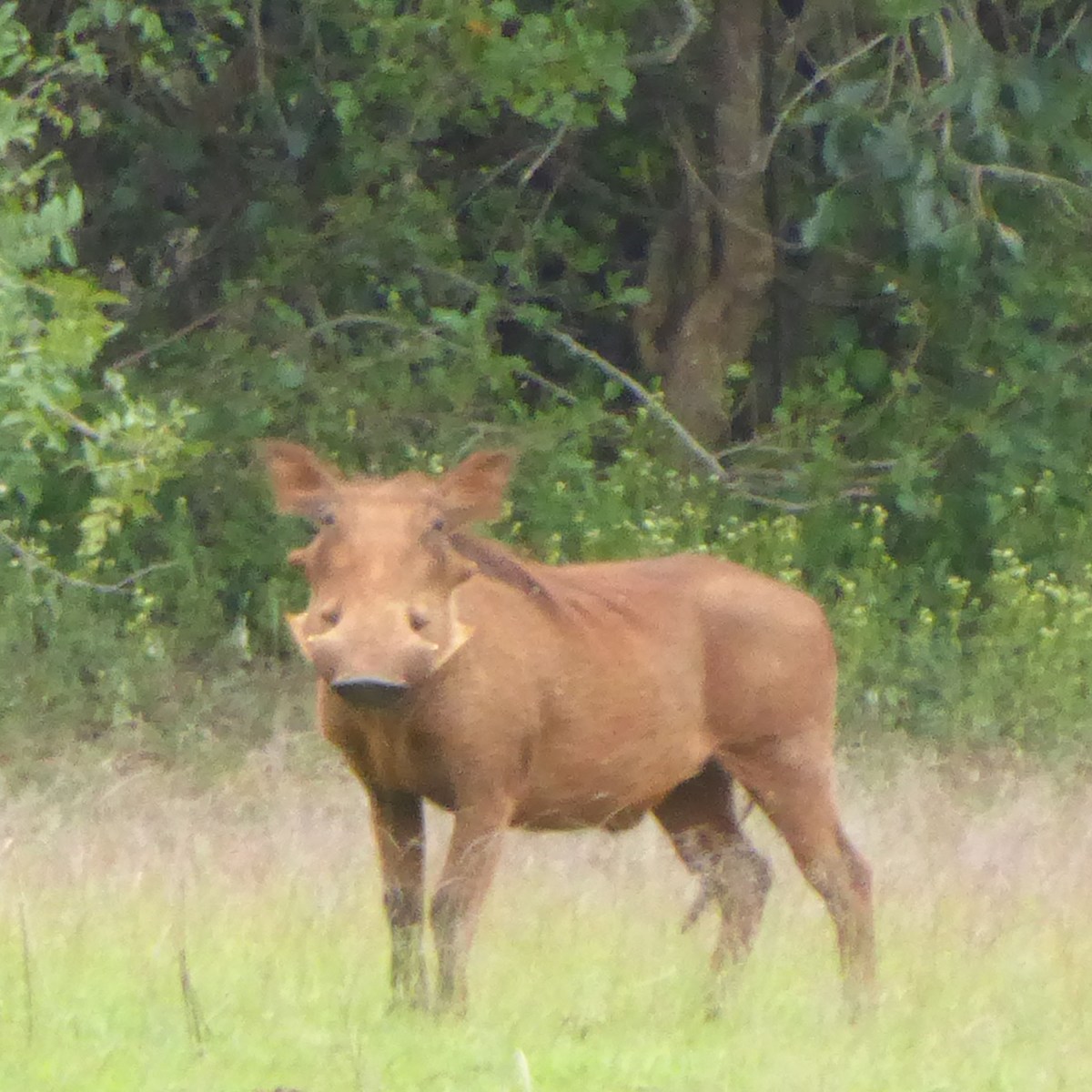 Knobbelzwijnen in Akagera