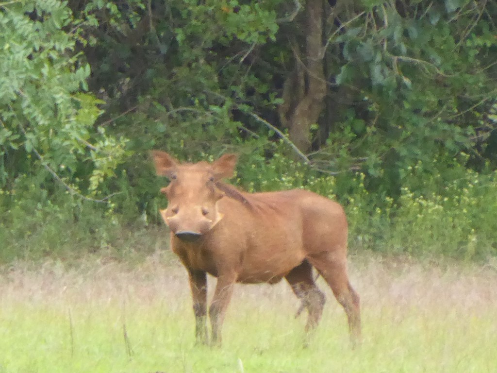Knobbelzwijnen in Akagera