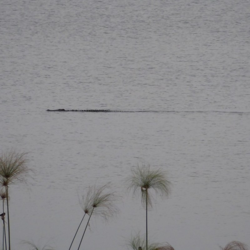 Krokodillen in Akagera