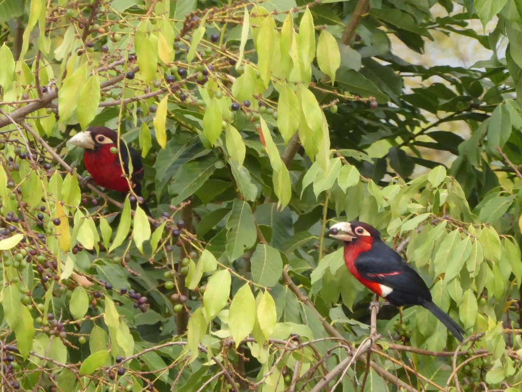 Dubbeltandbaardvogel