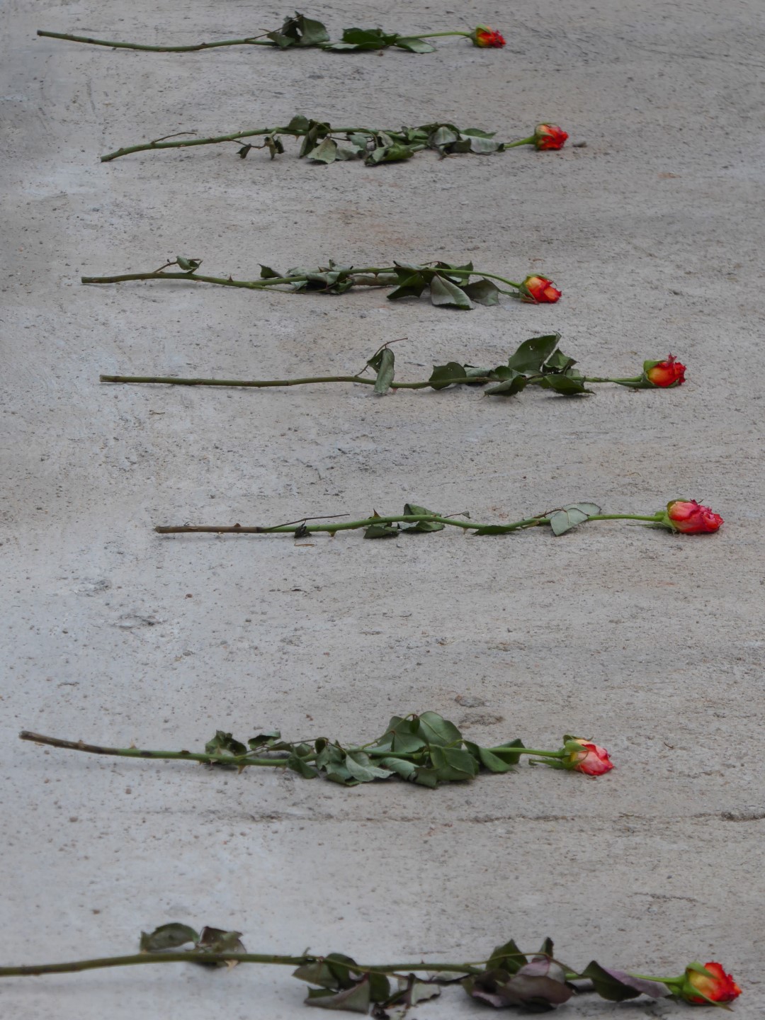 P1020548 bewerkt (Large)