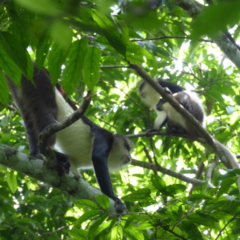 Dent’s Mona meerkatten,&nbsp;Nyungwe