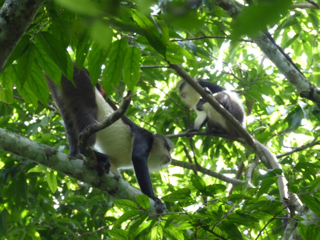 Dent’s Mona meerkatten, Nyungwe