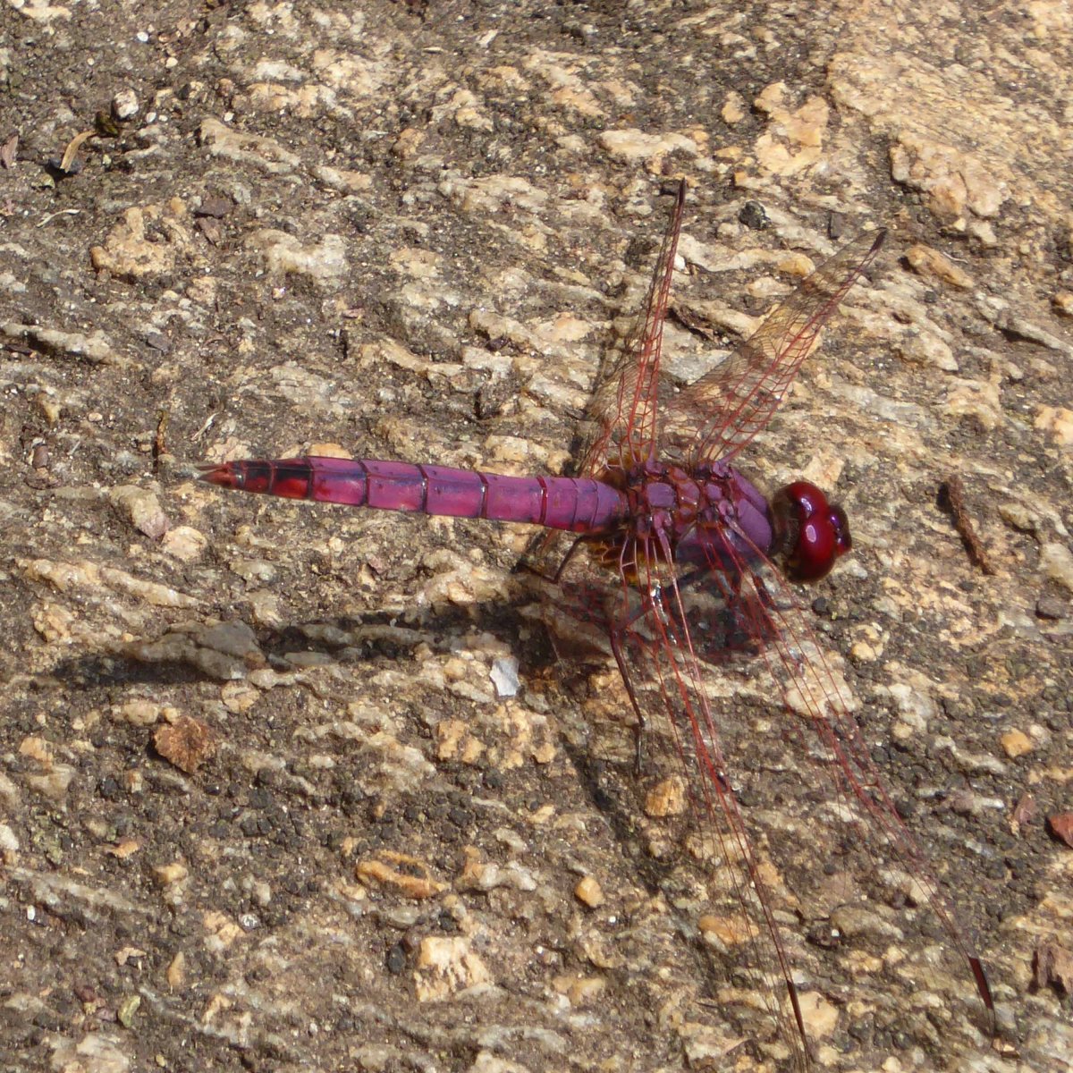 Libellen, Kratermeren