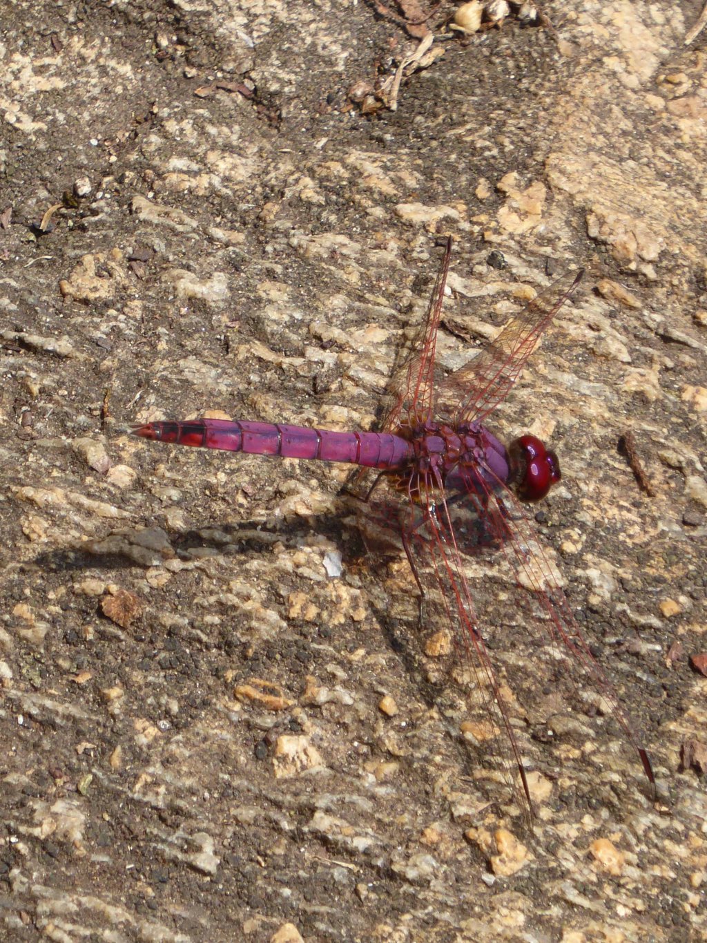 Libellen, Kratermeren