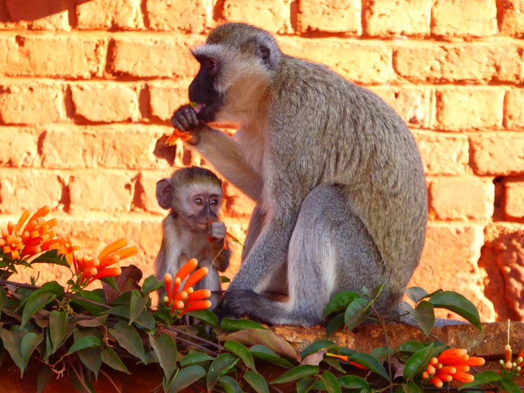Bloemen zijn lekker!