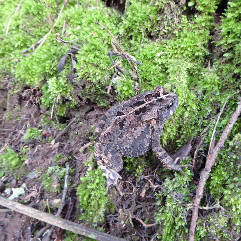 Kikker in schutkleuren,&nbsp;Nyungwe