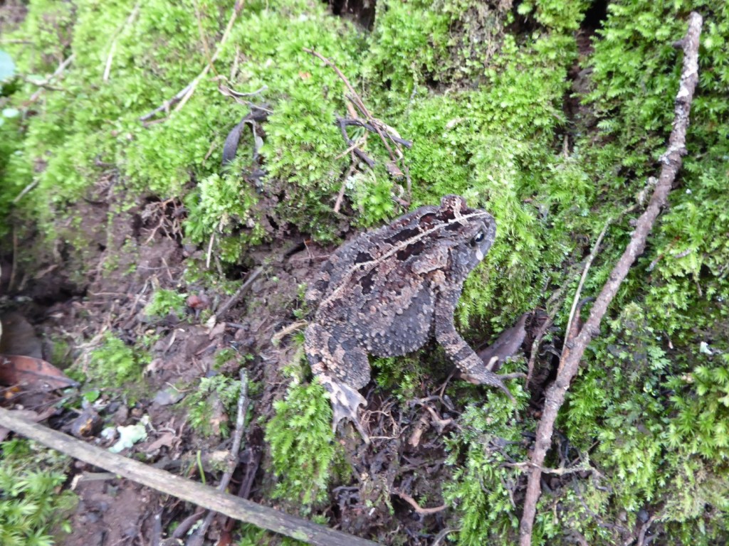 Kikker in schutkleuren, Nyungwe