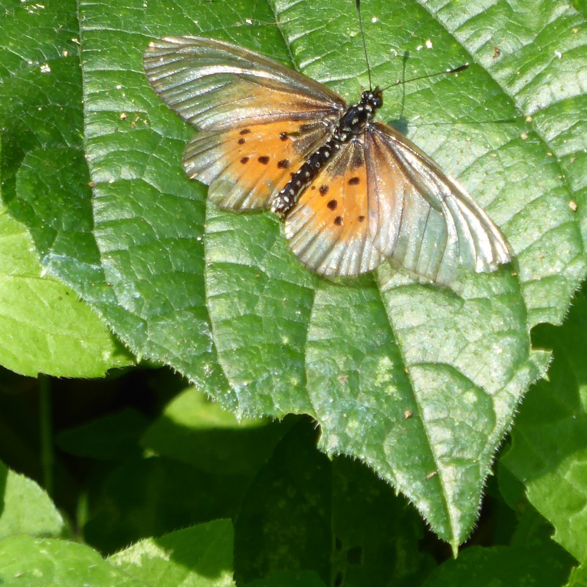Vlinders, Fort Portal