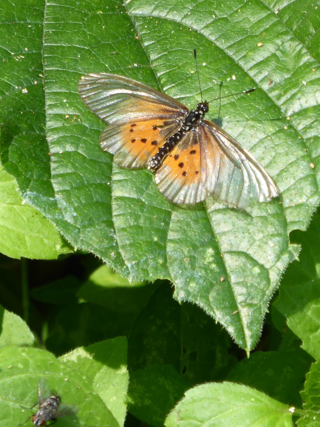 Vlinders, Fort Portal