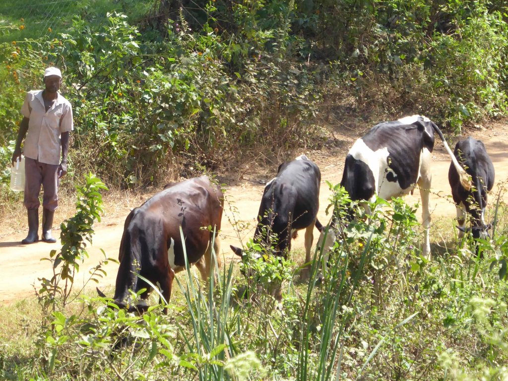 Koeien in Kigali