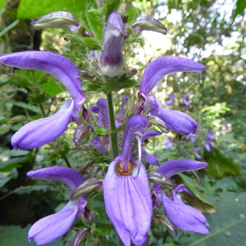 Bloemen in Nyungwe