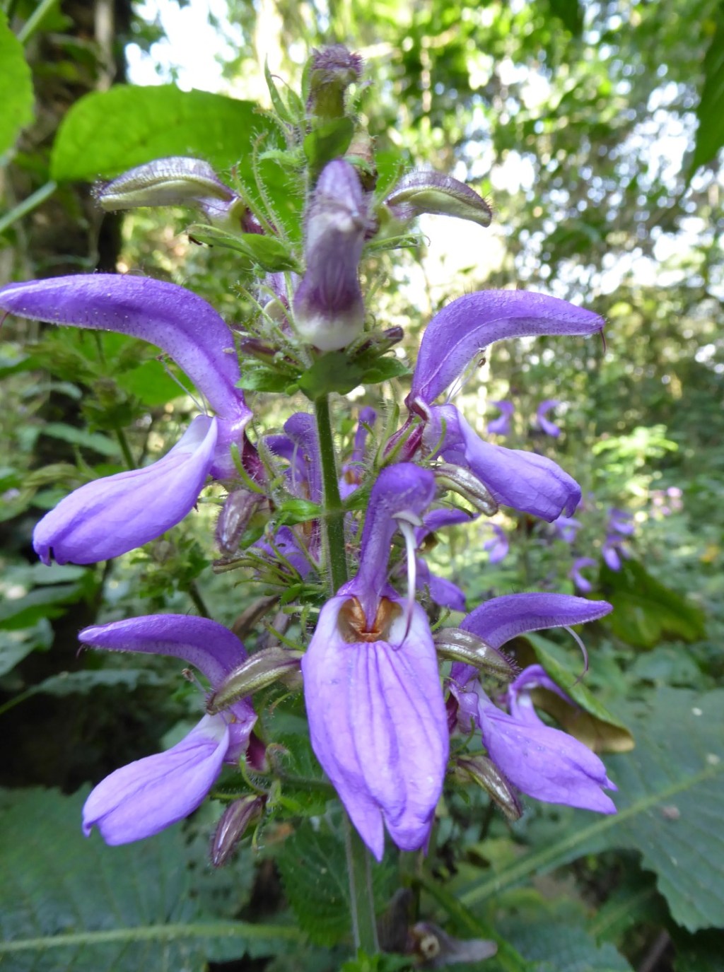 Bloemen in Nyungwe