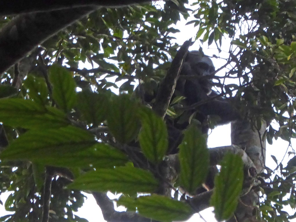 Chimpansees in Nyungwe nationaal&nbsp;park