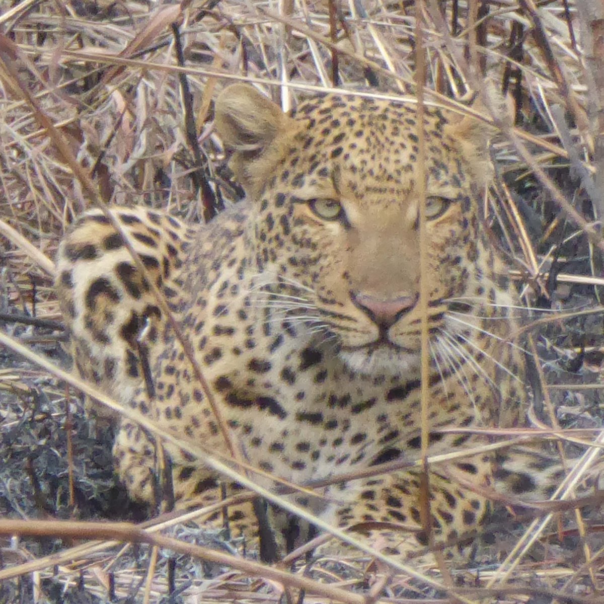 Luipaard, Bouba Ndjida&nbsp;NP