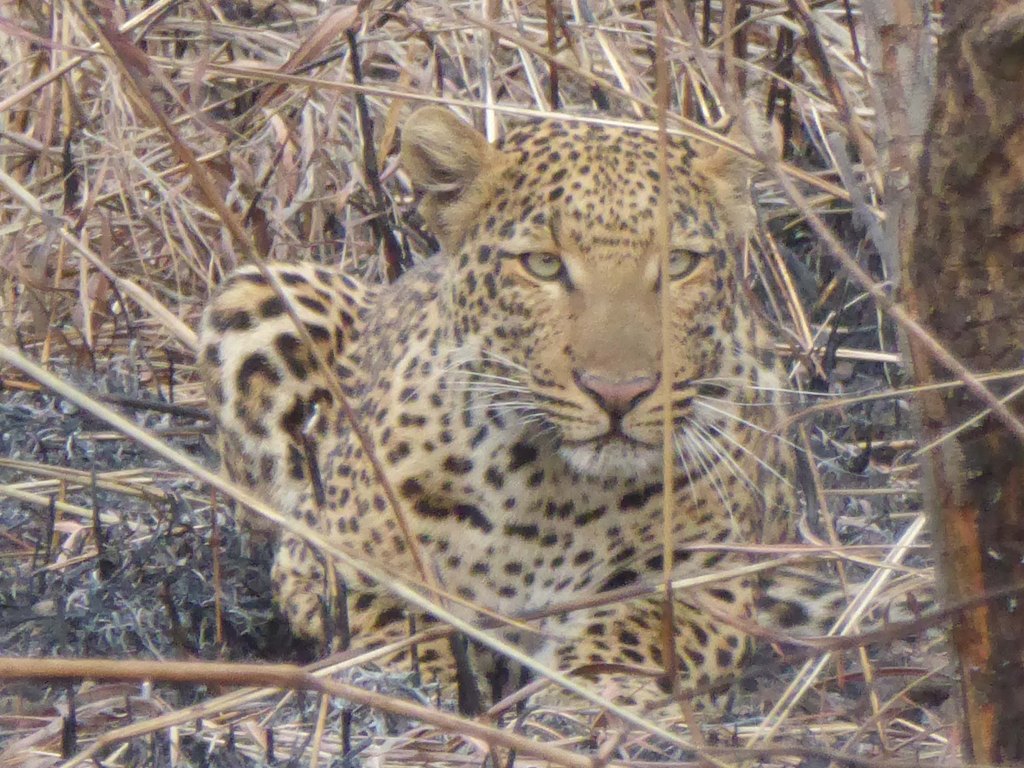 Luipaard, Bouba Ndjida NP