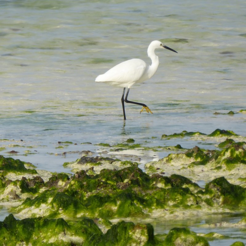 Strand bij laagtij,&nbsp;Jambiani