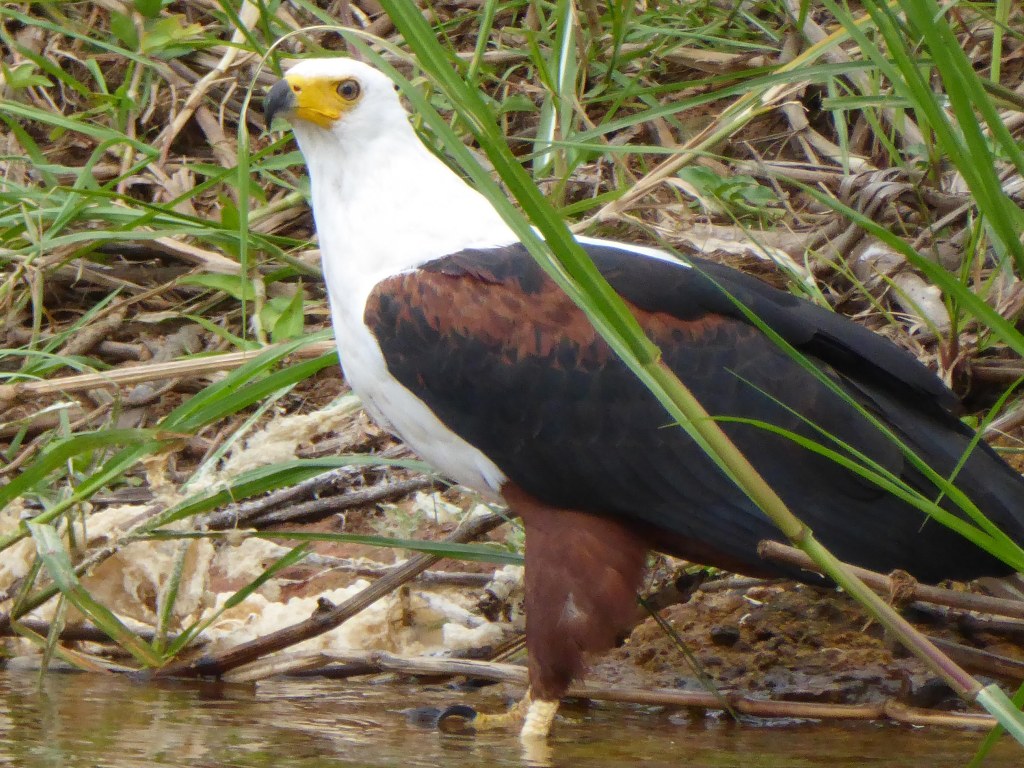 Vogels in Akagera