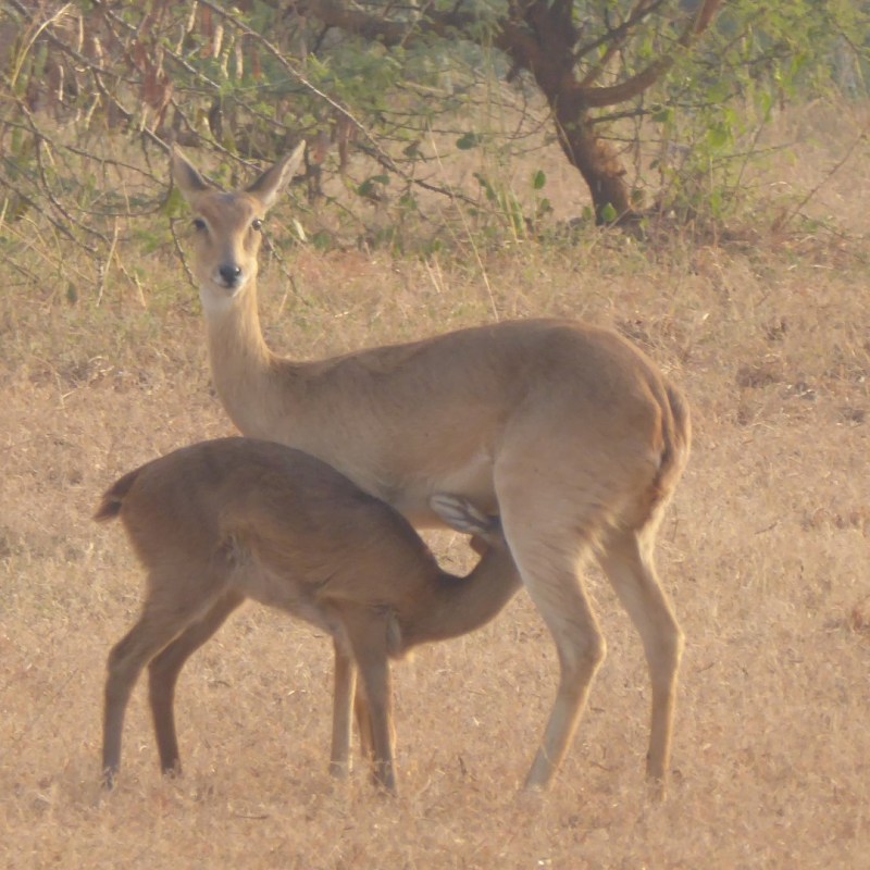 Antilopen, Murchison Falls Nationaal&nbsp;Park