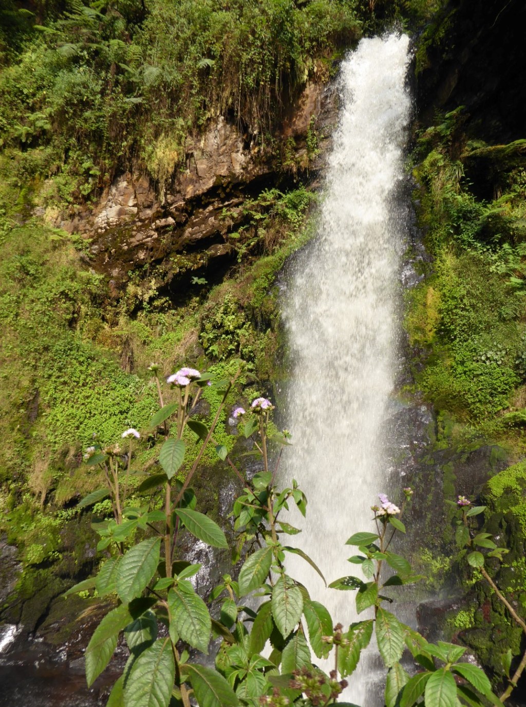Watervalroute, Nyungwe