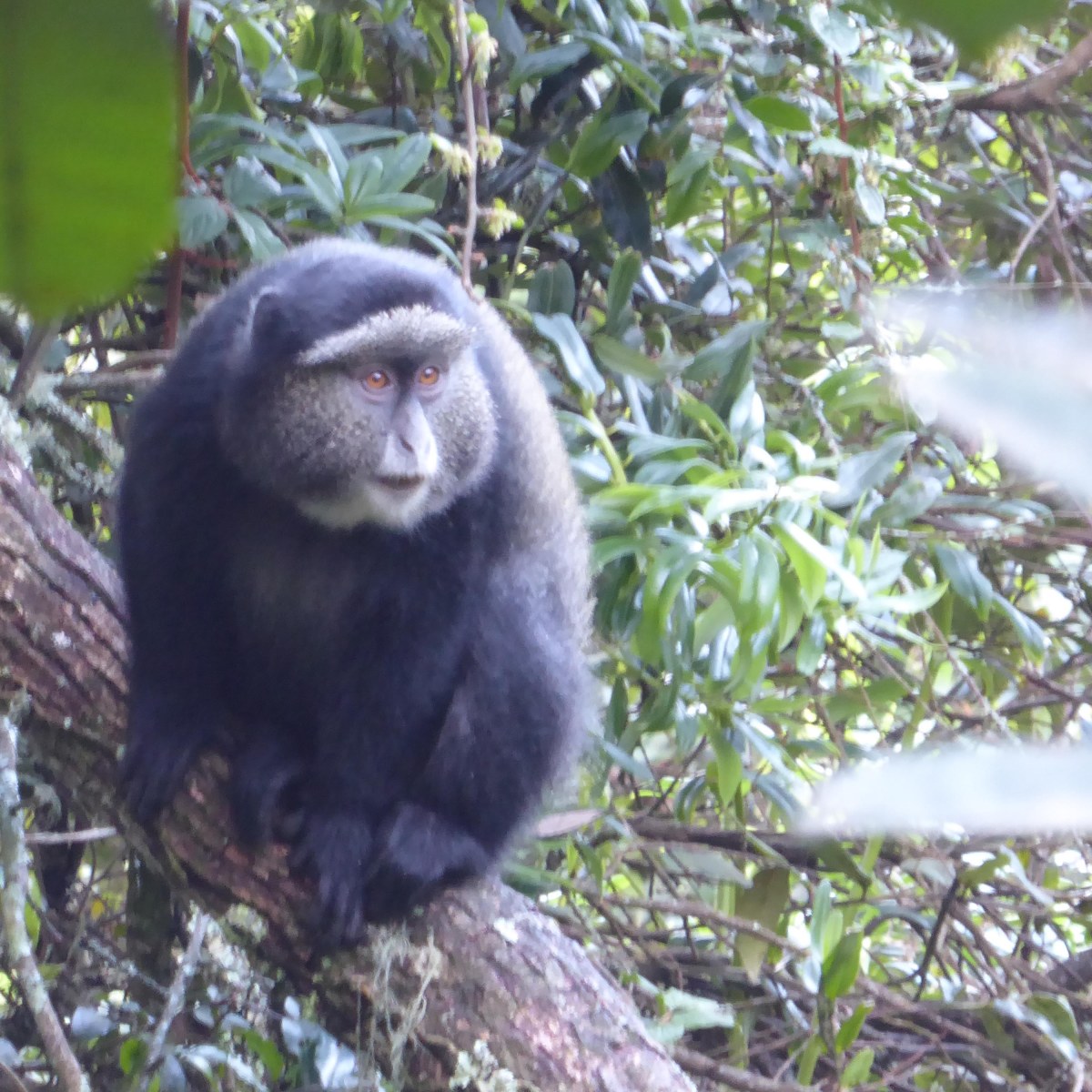 Blauwe meerkat, Nyungwe