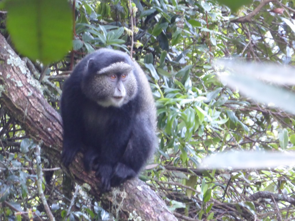 Blauwe meerkat, Nyungwe