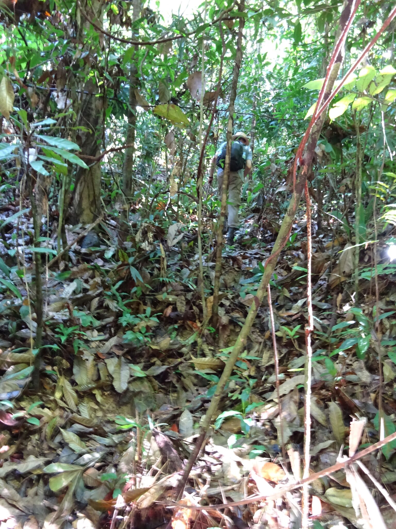 ...je eigen weg vinden door de begroeiïng...